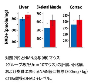 【Long-Term Administration of Nicotinamide Mononucleotide Mitigates Age-Associated Physiological Decline in Mice】から引用